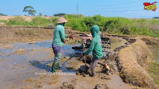 Kolaborasi Joki Cilik Dan Junior Traktor Sawah Saling Bantu Mengolah Lahan