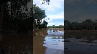 strike induk kuning udang galah || mancing udang galah