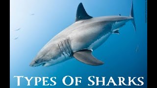 The Ultimate Guide to Sharks 🦈: Meet the Ocean’s 🌊 Top Predators!