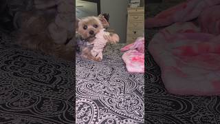 Adorable Yorkie kisses and chews her Pup  #funnyshorts #viralshort #yorkies #Rylie