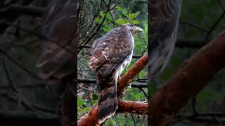 Молодой Ястреб / Young Hawk