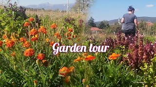 Bahçe günlükleri Garden Tour Ege de bir köy ulukent Bamya hasatı🌽🍅🍆🥒🌶️🌽🌽🌽🍅🍆