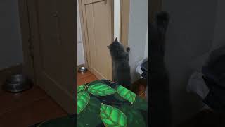 Opening the door then scare the other