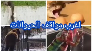 اغرب مواقف حصلت من الحيوانات لا تتخيل ماذا فعلت