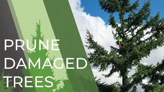 How to Care For Storm Damaged Trees