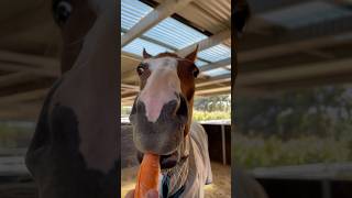 IL Paradiso loves his carrots!