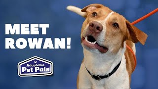 Adoptable Pet Pals: Meet Rowan!