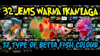 32 Jenis Warna dan Bentuk Ikan Laga | BETTA INFO