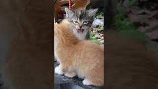 kitten yawning slow motion #SHORTS