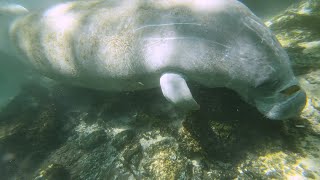 Weeki Wachee River .                    The Beautiful, Crystal Clear, Weeki Wachee River