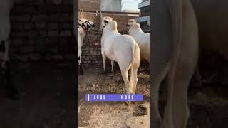 Qurbani Ka Janwar,Bakra Eid 2021,Eid Ul Adha 2021,Biggest Bull In Pakistan 2021,#Shorts