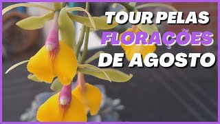 🟣Tour pelo ORQUIDÁRIO Agosto 2024  | #flores #orquideas