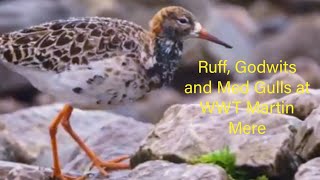 Ruff, Mediterranean Gulls and Black-tailed Godwits @WWTMartinMere