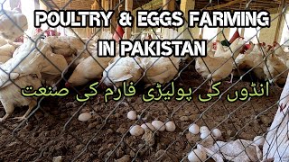 Poultry & Eggs Farming in Pakistan | Hen Farming in Pakistan | Leghorn Eggs Farm video