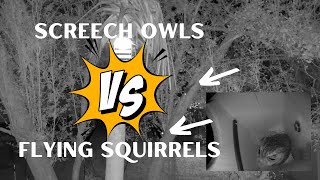 Screech Owls vs. Flying Squirrel