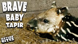 Sweetest Baby Tapir Braves Her First Dose of Antibiotics | Fota Into the Wild | Nature Bites