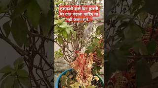 एकादशी वाले दिन तुलसी पर जल चढ़ाना चाहिए या नहीं ज़रुर सुने 🙏#tulsi #shortvideo #youtube #tulsipooja