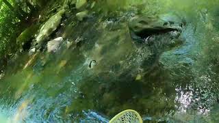 Fly Fishing Dunbar Creek late spring 22