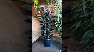 Is the Rubber Plant an Indoor or Outdoor Plant? #rubberplant  #indoorplant #outdoorplant #rubber