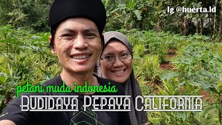 [ENG SUB] Huerta Project : Budidaya Pepaya California, Sudah Mulai Berbunga | Papaya Plantation