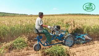 BCS 622 reaper binder harvest millet in Northeast of China意大利割捆机在中国东北收割黍子和谷子