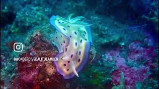 Graceful beautiful nudi in Tulamben