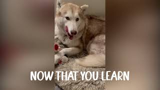 Fluffy Creates BREATHING & Living Well Doggy Style