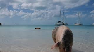 Pig Beach Bahamas Exumas