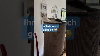 Life with 4 cats | Wiedersehensfreude bei Katzen😹lustige Katzenvideos 😻 #shorts #cats