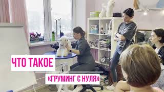 Курс "груминг с нуля" в школе груминга DOGDELO