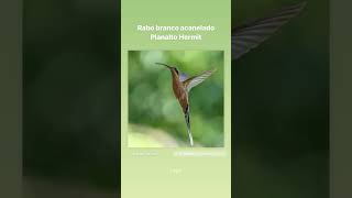 Rabo branco acanelado.      Planalto hermit