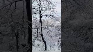 Snowfall in our Village Jhir Bagh Azad Kashmir #youtubeshorts #shorts #snow #snowfall