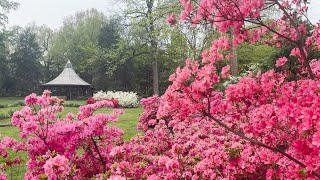 Virtual Tour: Azaleas at Peak, Irises Begin, Leaves Return