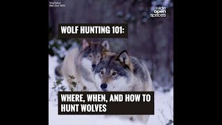 Wolf Hunting 101: Where, When, and How to Hunt Wolves