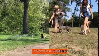 Дрессировка собак в Киеве // MaliGuards Club K9