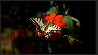 2024 Passiflora, weeds and butterflies | Yerevan Botanical Garden