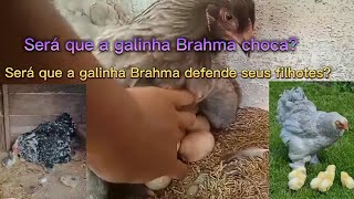 Será que a galinha Brahma choca? Será que ela consegue proteger seus pintinhos?