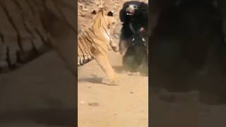 Tiger vs Bear #shorts #viral #trending