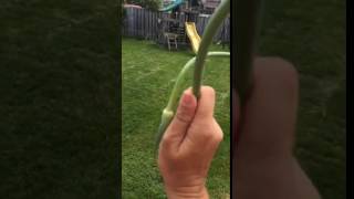 Garlic Scapes