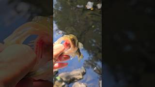 Beautiful clean mouth #largemouth #fishing #catchandrelease #creekfishing