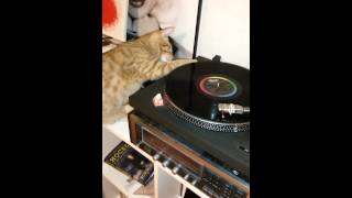 DJ Trouble (kitten loves the steel wheels)