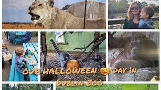 Halloween in Dublin Zoo | October 2023 #zoo #animal #Dublin #Ireland #baby