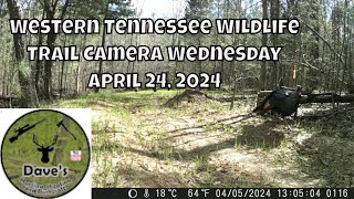 Western Tennessee Wildlife Trail Camera Wednesday - April 24, 2024  #deer #turkey #mkyb