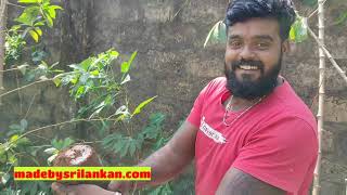 Corona  Home garden | casavaa farming | மரவள்ளி கிழங்கு  அறுவடை