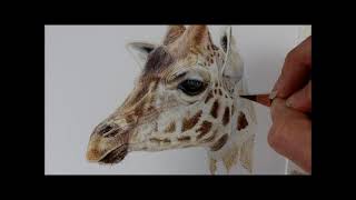 Giraffe colour pencil drawing time lapse