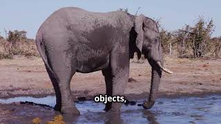 Amazing Elephant Facts You Didn't Know!