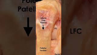 ANATOMÍA DE LA RODILLA: TENDÓN ROTULIANO