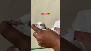 Shok Karo 😎🥰 #punjabisong #punjabi #newsong #pigeon #bird #birdspecies