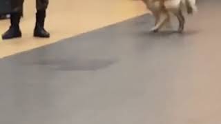 dog chasing tail