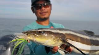 Cobia Fly Fishing, Rompin